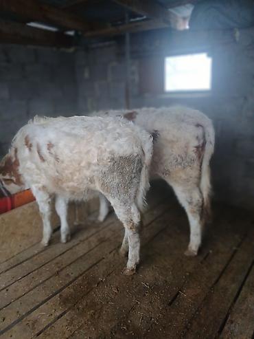 Коровы, быки: Продаю | Тёлка | Полукровка | На откорм | Привязанные — 5