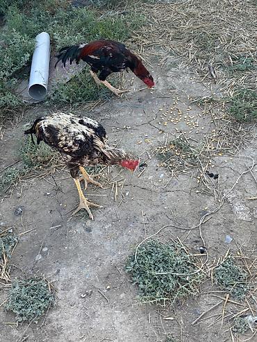 hamster satisi: Heyratılar satılır qiymet razılaşma yolu ilə — 8