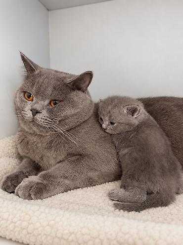хайленд страйт цена: 🐾 Шотландские котята ищут любящих хозяев! 🐾 Малышам сейчас всего 2 — 1