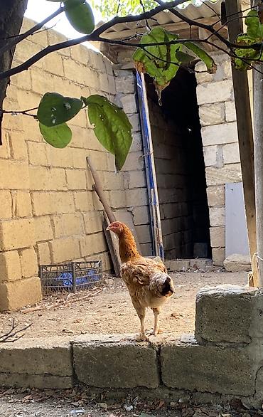 xoruzu: Xoruz, Heyratı, il: 1, Ünvandan götürmə, Ödənişli çatdırılma — 5