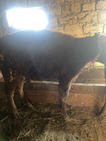 Коровы, быки: Продаю | Музоо, торпок | Полукровка | На откорм | Привязанные — 5