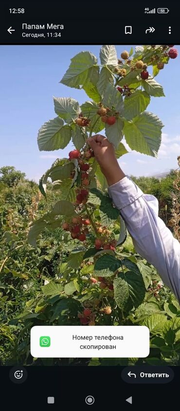 кой сатылат кара балта: Уруктар жана көчөттөр Малина, Өзү алып кетүү