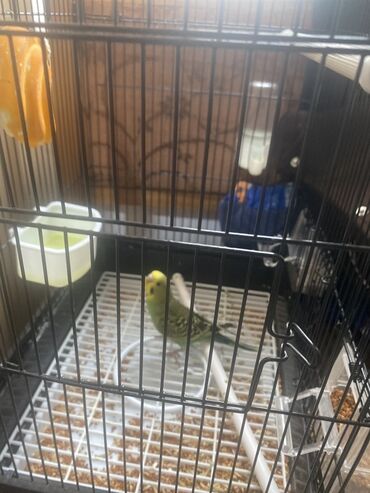 домик для волнистых попугаев: Волнистый попугай с полной клеткой и аксессуарами. Комплектация по