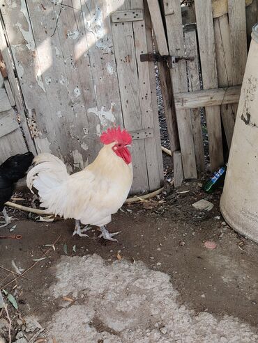 Xoruzlar: Ağ rəngli avstrolop xoruz - Rəng: krem-ağ tüklər, iri qırmızı daraq — 5