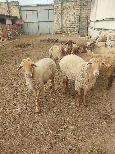 Qoyunlar, qoçlar: Dişi, il: 1, Damazlıq — 2