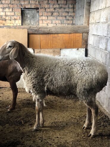 стригальная машинка для стрижки овец: Продаю | Овца (самка), Ягненок | Для разведения | Матка, Ярка