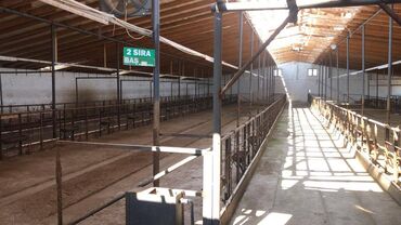 Torpaq sahələrinin satışı: 48 sot, Kənd təsərrüfatı, Makler, Kupça (Çıxarış) — 9