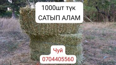 талас животные: Ысык ата район
Юрьевка айылы