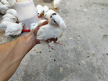 pudel qiymeti: Bildirçin, tam sağlamdır qiymeti 1.50 — 2