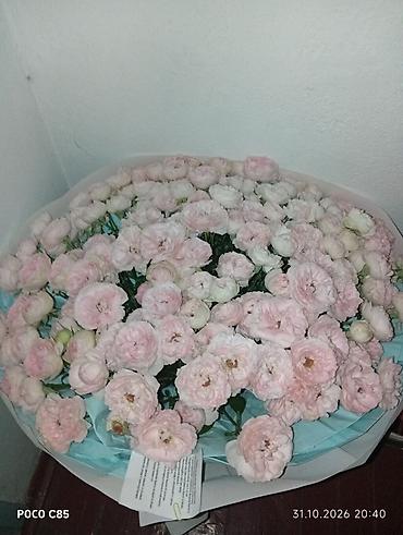 бөлмө гүлдөрү: Большие за 2000 пятницу брали за 8000 тысяч состояния хорошо тот — 1
