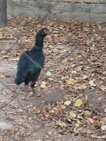 срочно продаю в связи с переездом: Сатам | Тооктор