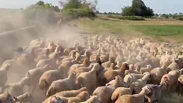 toyuq ucuz qiymete: Dişi, il: 1, Damazlıq, Pulsuz çatdırılma — 9