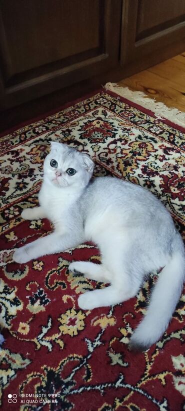 купить британского короткошерстного котенка: Ищем здорового, светлого котенка в семью. Сможем купить за