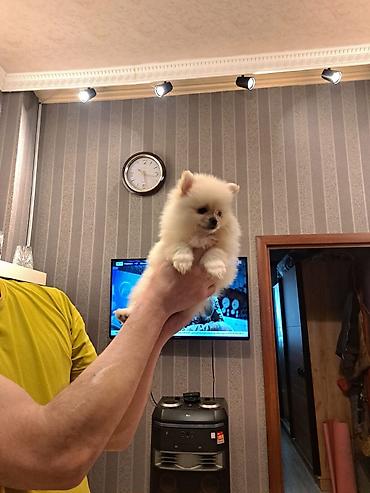 İtlər: Şpitz — 6