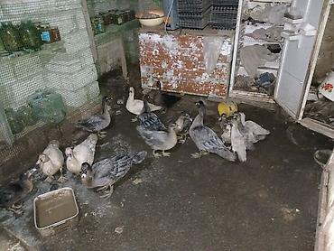 Ördəklər: Erkək, | Lal ördək, Damazlıq, Ünvandan götürmə — 2