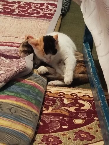 Отдам даром кошку: Котята трёхцветной окраски - Домашние котята с ярким черепаховым и — 8