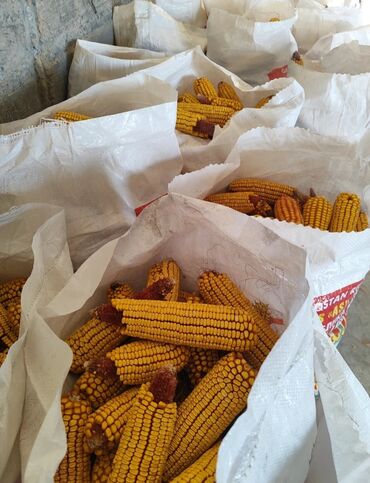 кумыс с медом бишкек: Кукуруза