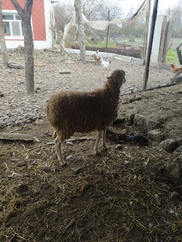 Qoyunlar, qoçlar: Hər ikisi cins quzlaridir iksdə dişdir 5-6 aylıq quzlardir qiyməti — 12