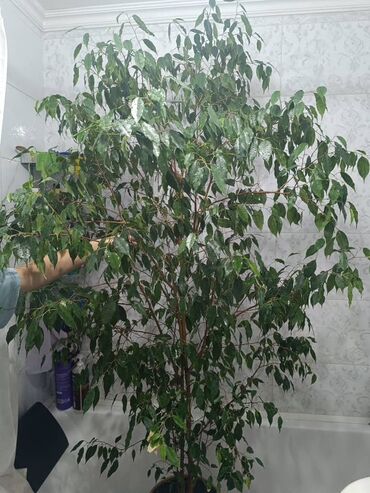 искусственный дерево: Фикус Бенджамина, крупное комнатное дерево в горшке. - Высота: около