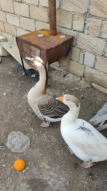 toyuq satılır: Dişi, Yumurtalıq, Pulsuz çatdırılma, Ünvandan götürmə — 1