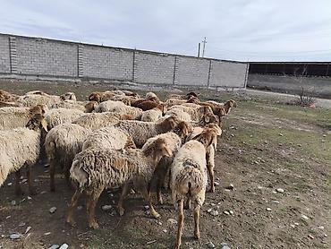 Баран, овца: Продаю | Овца (самка) | Для разведения | Матка — 1