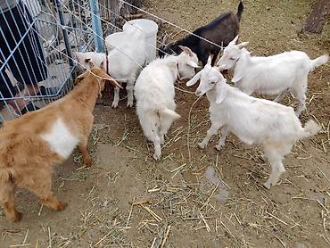 Козы, козлы: Продаю | Коза (самка), Козёл (самец), Козлёнок | Зааненская, Битал | Для разведения, Для молока | Племенные, Котные, Осеменитель — 10