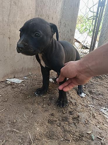 pitbull satılır: Pitbul, 2 ay, Dişi — 6