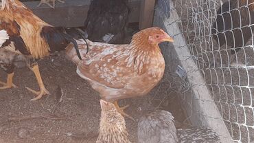 ayam cemani yumurtasi: Toyuq, Yumurtalıq, Ünvandan götürmə, Ödənişli çatdırılma