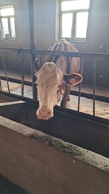 etibarli ellere verilir: Simental inəklər satılır. 17 ədəd. Bogaz ve südlü qarışıq. Kom