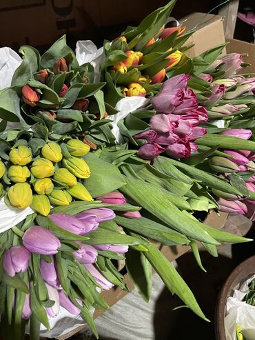 услуги садовников: Акция !!!
Свежие голландские тюльпаны 💐 
В ограниченном количестве