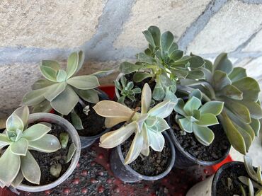 Xalçalar: Xalça -da lalafo.az — 58 Xalçalar: Xalça — 58