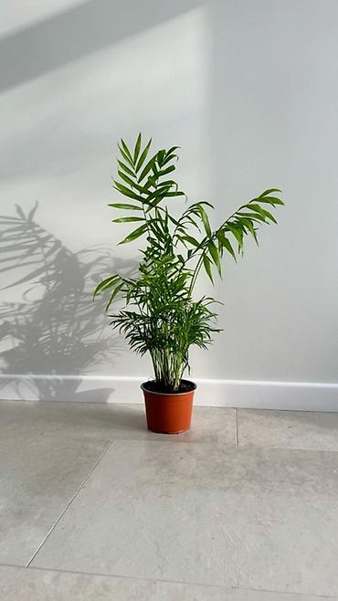 ножницы для обрезки кустов: Хамедорея (Chamaedorea elegans, «пальма бамбуковая») в горшке. - — 1