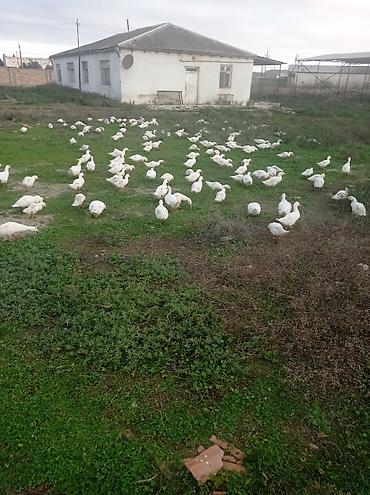 at satilir: Açıq‑hava şəraitində otlaqda bəslənən ağ ördəklər satılır. Məhsulun — 4