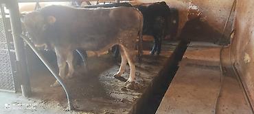 Коровы, быки: Продаю | Бык (самец) | Ангус, Герефорд | На откорм | Привязанные — 8