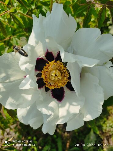 прожектор светодиодный с датчиком движения: Древовидные пионы (Paeonia suffruticosa) с крупными экзотическими
