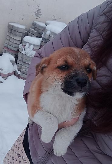 Отдам даром собаку: Щеночки звоночки, 2 месяца .вырастут небольшого роста . бесплатно — 8