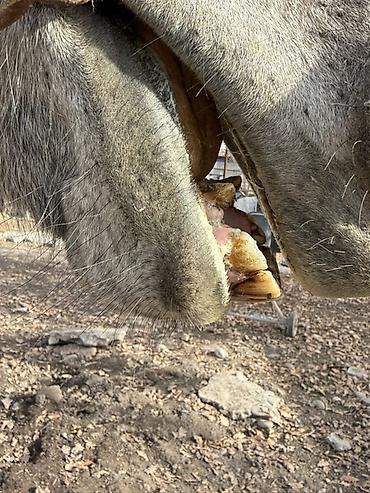 Лошади, кони: Продаю | Жеребец — 9