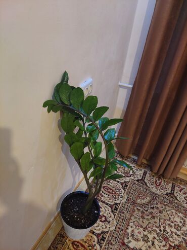 банановое дерево комнатное купить: 🌿Замиуколькас🌿 гигант 🌿 🌿долларовое дерево 🌿 🌿высокие, зелёные