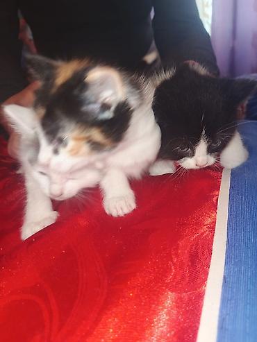 Pişiklər: Yaxşı əllərə — 4