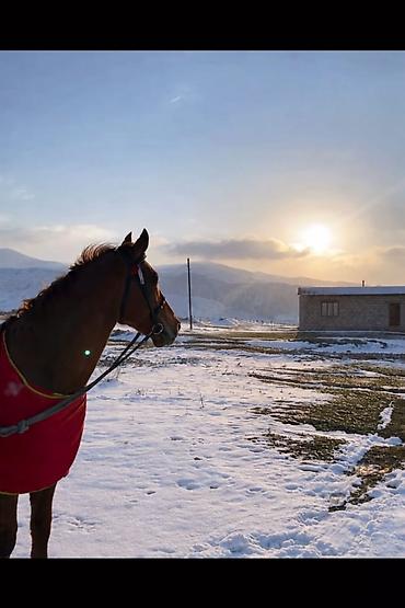 Животные: Продаю | Конь (самец) | Мерин — 4