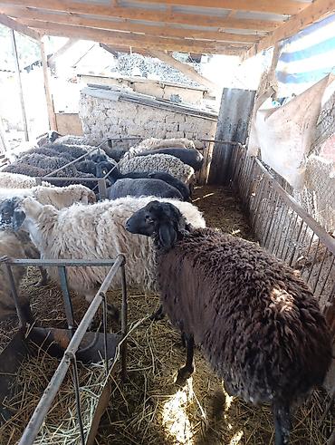 Баран, овца: Продаю | Овца (самка) | Для разведения | Матка at lalafo.kg — 5 Баран, овца: Продаю | Овца (самка) | Для разведения | Матка — 5