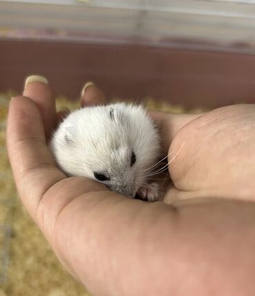 американский плоскоухий членистоногий когтеступ: ‼️Real alıcıya endirim olacaq ‼️Cırtdan hamster – ağ-gümüşü rəng