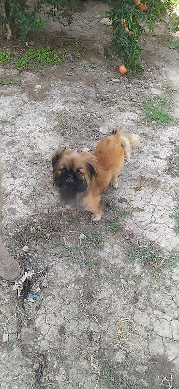 metis iti: Pekines — 2