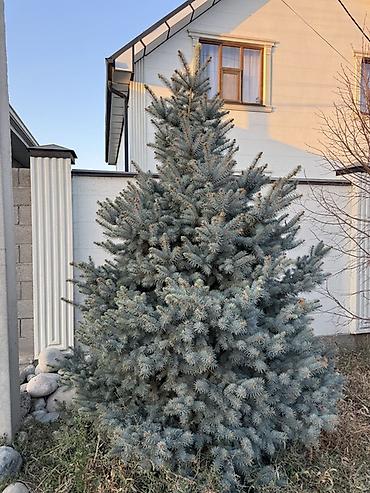 шлифовальную машинку по дереву: Голубая ель (Picea pungens ‘Glauca’) для ландшафта. 2 голубые ели с — 9