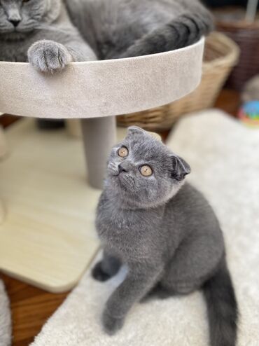 Pişiklər: Şotland, Dişi, Erkək, Ünvandan götürmə — 14