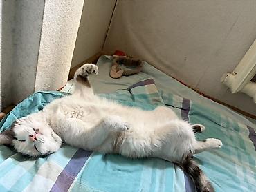 кошка рэгдолл: Кошка даром: Беспородная, 7 месяцев, Девочка, Приучена к лотку — 7