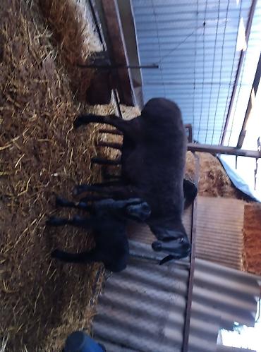 Баран, овца: Продаю | Овца (самка) | Для разведения | Племенные — 15