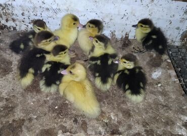 Amadinlər: 9 ədəd lal ördək balası satılır 3 günlükdü