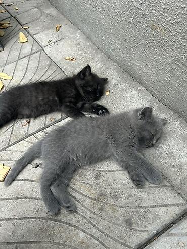Мышыктар: Отдам в хорошие руки котят 3 черных котят -девочки, серый мальчик - — 6