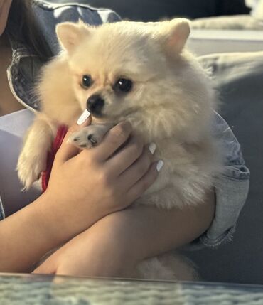 pomeranian spitz qiymeti: Şpitz, 1 il, Dişi, Ünvandan götürmə